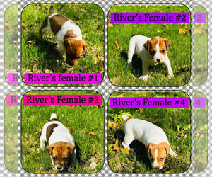 Jack Russell Terrier Litter for sale in KINGSVILLE, MO, USA