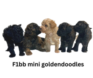 Goldendoodle (Miniature) Litter for sale in LEXINGTON, SC, USA