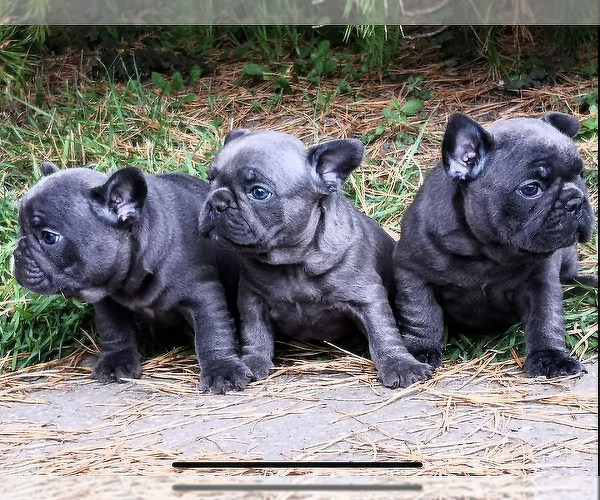 Full screen Photo #1 French Bulldog Puppy For Sale in KENNESAW, GA, USA