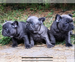 Small Photo #1 French Bulldog Puppy For Sale in KENNESAW, GA, USA