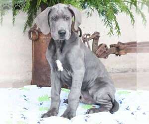 Great Dane Litter for sale in MILLERSBURG, PA, USA