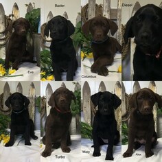 Labrador Retriever Litter for sale in STANFORD, KY, USA