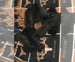 Small Photo #1 Boxer Puppy For Sale in CONROE, TX, USA