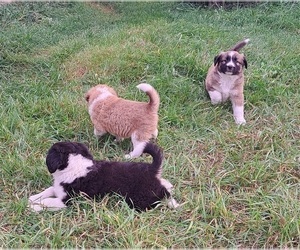 Border-Aussie-Great Pyrenees Mix Litter for sale in WAUSAUKEE, WI, USA