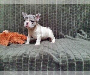 French Bulldog Litter for sale in CUMMING, GA, USA