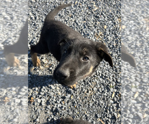 German Shepherd Dog Litter for sale in ALEXANDRIA, VA, USA