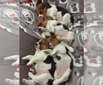 Small Photo #1 Beagle Puppy For Sale in LUBBOCK, TX, USA