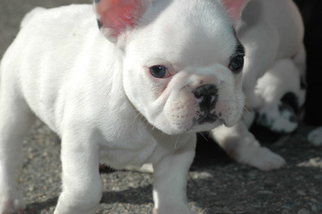 French Bulldog Litter for sale in PAWTUCKET, RI, USA