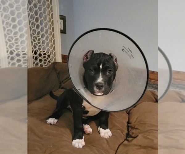 Medium Photo #1 American Bully Puppy For Sale in TRENTON, FL, USA