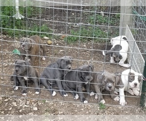 American Bulldog Litter for sale in LULING, TX, USA