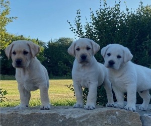 Medium Labrador Retriever