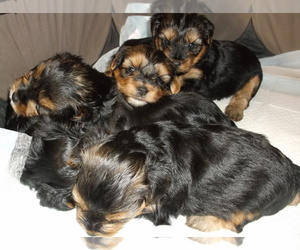 Yorkshire Terrier Litter for sale in GALVA, IL, USA