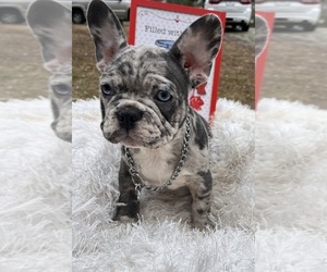 French Bulldog Litter for sale in POWDER SPRINGS, GA, USA