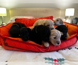 Goldendoodle Litter for sale in MONROEVILLE, PA, USA