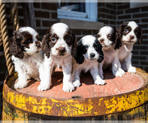 Cockapoo Litter for sale in WAKARUSA, IN, USA