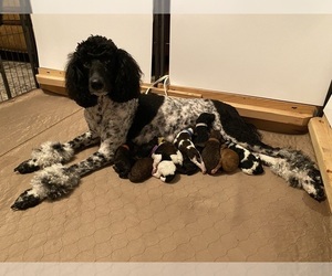 Poodle (Standard) Litter for sale in WAYNESVILLE, IL, USA