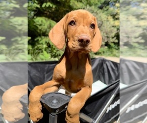 Vizsla Litter for sale in BROOKINGS, OR, USA