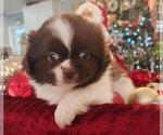 Small Photo #1 Pekingese Puppy For Sale in TURKEY, NC, USA