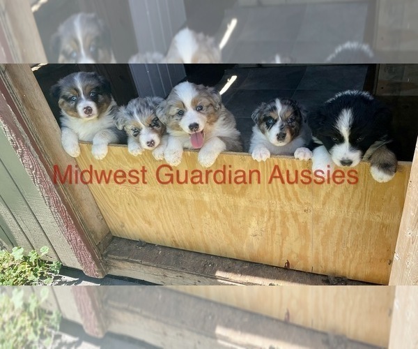 Medium Photo #1 Australian Shepherd Puppy For Sale in MOUNT PULASKI, IL, USA