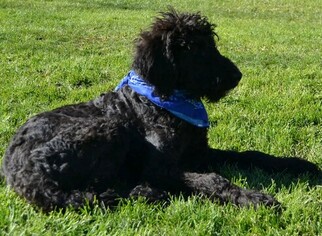 Labradoodle Litter for sale in CLE ELUM, WA, USA