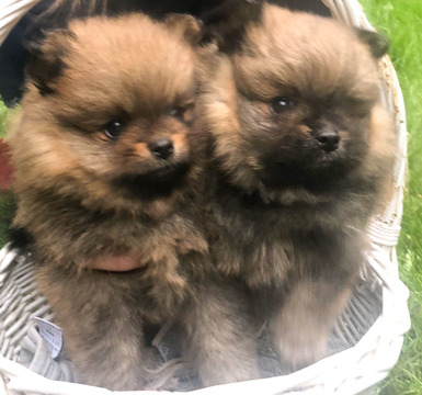 Medium Photo #1 Pomeranian Puppy For Sale in EVERETT, WA, USA