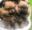 Small Photo #1 Pomeranian Puppy For Sale in EVERETT, WA, USA