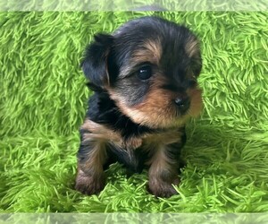 Yorkshire Terrier Litter for sale in RIO, IL, USA