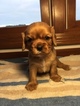 Small Photo #1 Cavalier King Charles Spaniel Puppy For Sale in LEO, IN, USA