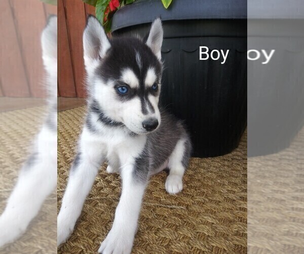Medium Photo #1 Siberian Husky Puppy For Sale in PEMBROKE, KY, USA