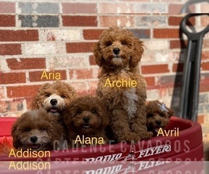 Cavapoo-Poodle (Toy) Mix Litter for sale in CARTERSVILLE, GA, USA