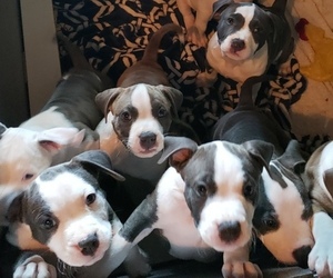 American Bully Mikelands  Litter for sale in PEORIA, IL, USA