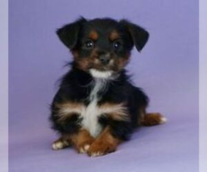 Chorkie Litter for sale in WARSAW, IN, USA