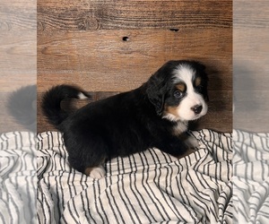 Bernese Mountain Dog Litter for sale in ATWATER, CA, USA