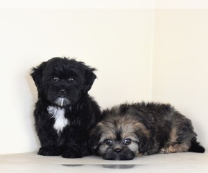 Shih-Poo Litter for sale in SAN DIEGO, CA, USA