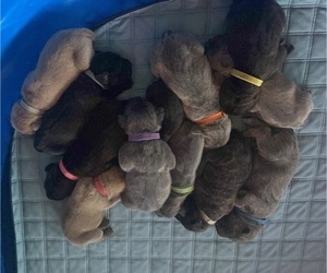 Cane Corso Litter for sale in HEREFORD, AZ, USA