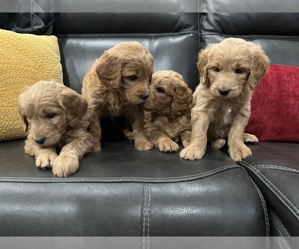 Medium Photo #1 Goldendoodle Puppy For Sale in CEDAR HILL, TX, USA