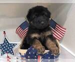 Small Photo #1 German Shepherd Dog Puppy For Sale in VALRICO, FL, USA