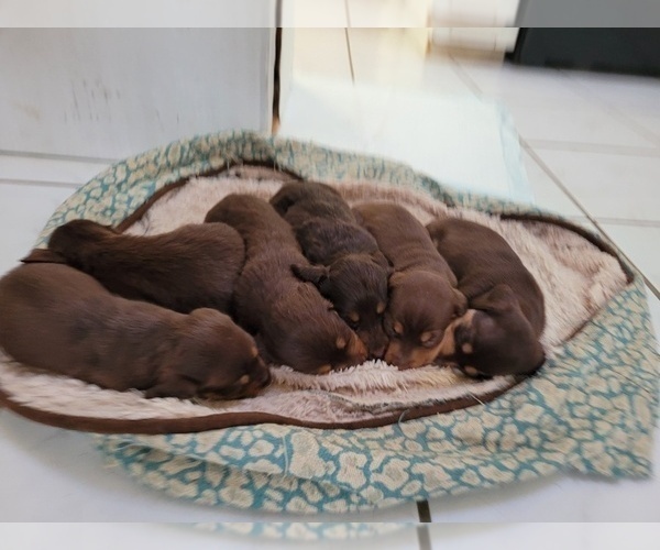 Medium Photo #1 Dachshund Puppy For Sale in ALBUQUERQUE, NM, USA
