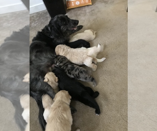 Medium Photo #1 F2 Aussiedoodle Puppy For Sale in ROYALSTON, MA, USA
