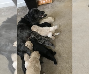 F2 Aussiedoodle Litter for sale in ROYALSTON, MA, USA