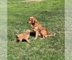 Small Photo #1 Golden Retriever Puppy For Sale in WESTMINSTER, MD, USA