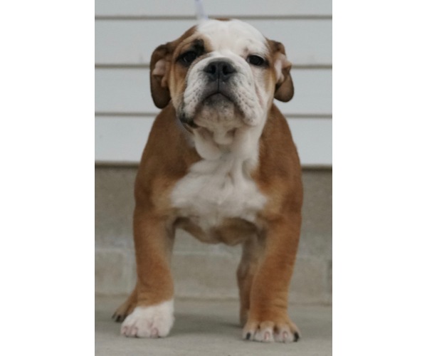 Medium Photo #1 Beabull-English Bulldog Mix Puppy For Sale in NAPPANEE, IN, USA