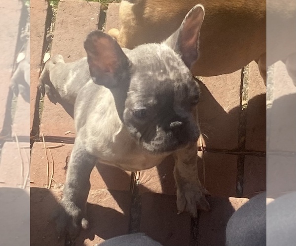 Medium Photo #1 French Bulldog Puppy For Sale in FOREST HILLS, GA, USA