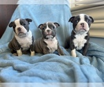 Small Photo #1 Boston Terrier Puppy For Sale in WATSONTOWN, PA, USA