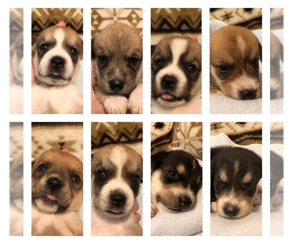 Medium Photo #1 Beagle-Siberian Husky Mix Puppy For Sale in SULPHUR, LA, USA