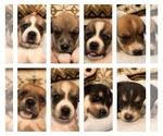 Small Photo #1 Beagle-Siberian Husky Mix Puppy For Sale in SULPHUR, LA, USA