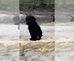 Small Photo #1 Labrador Retriever Puppy For Sale in EVANSDALE, IA, USA