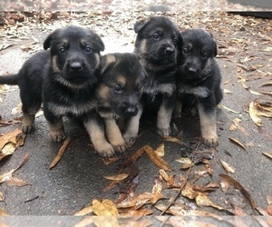 German Shepherd Dog Litter for sale in PINES LAKE, NJ, USA