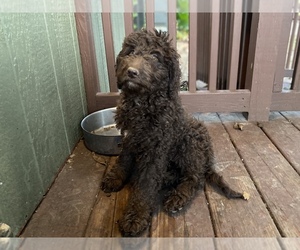 Goldendoodle Litter for sale in CANON, GA, USA