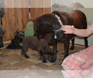 Labrador Retriever Litter for sale in GREENWOOD, WI, USA